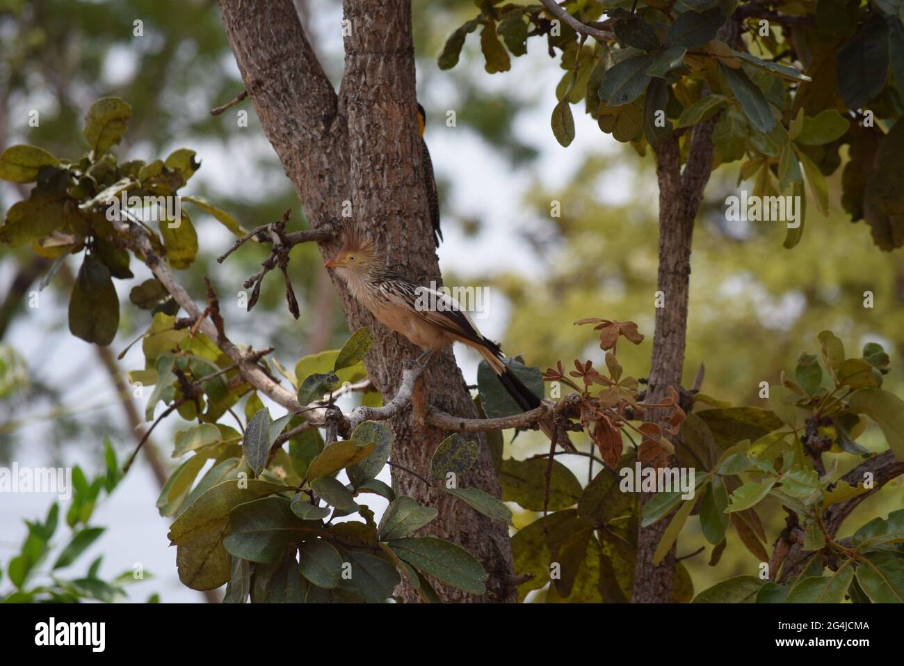 pica-pau Foto Stock