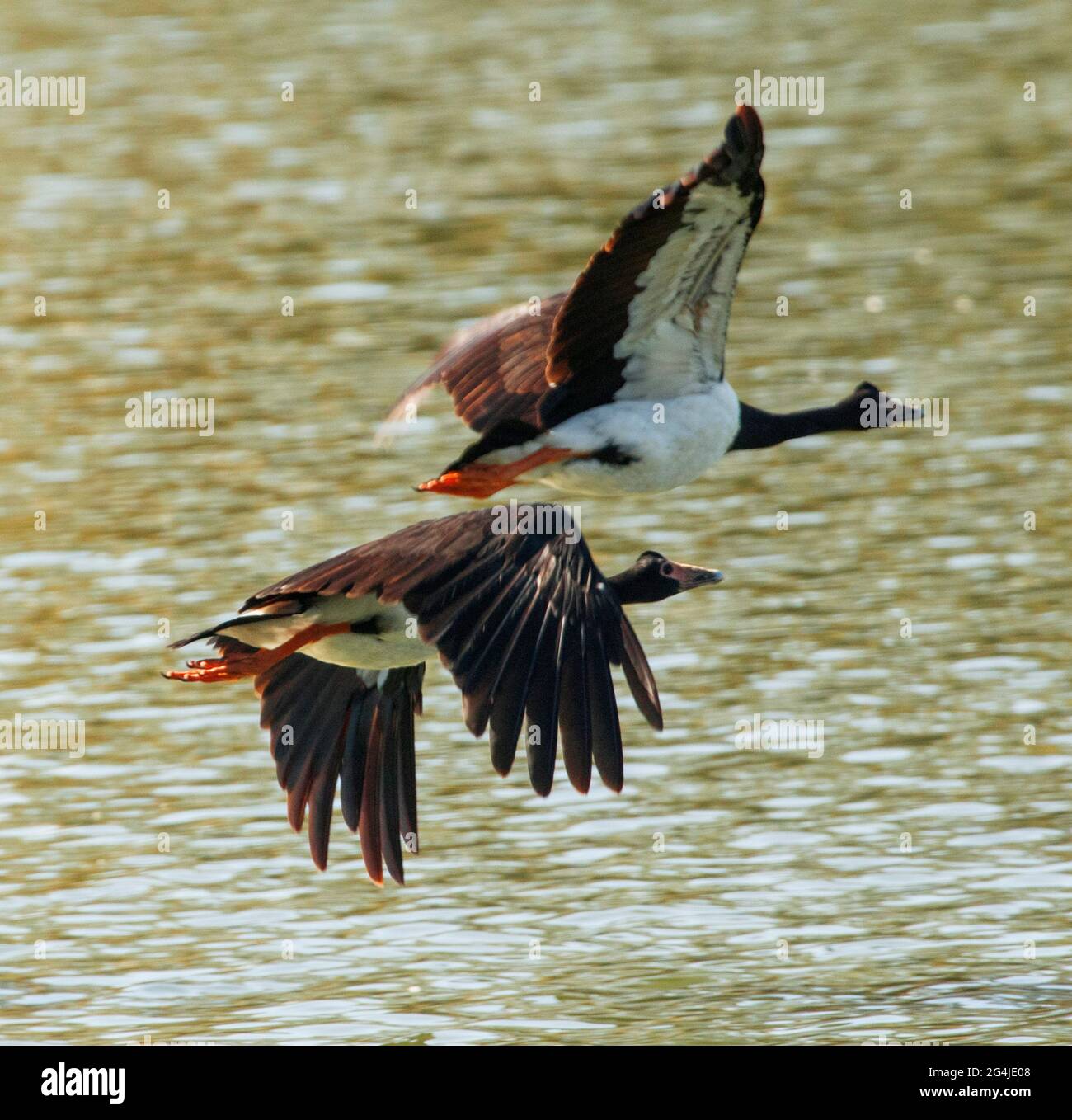 Due oche Magpie, Anseranas semipalmata, in volo sulle acque di un lago in un parco urbano in Australia. Foto Stock