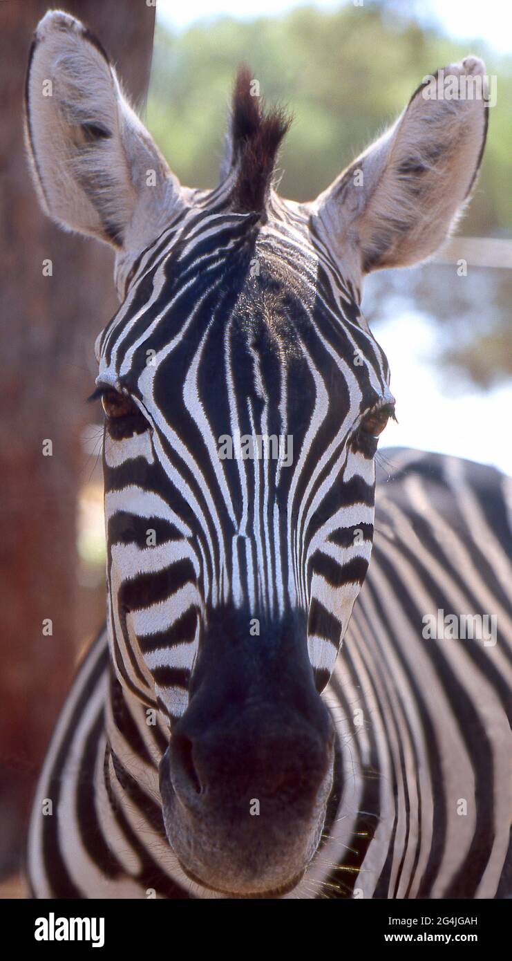 Primo piano del volto di una Zebra africana Foto Stock
