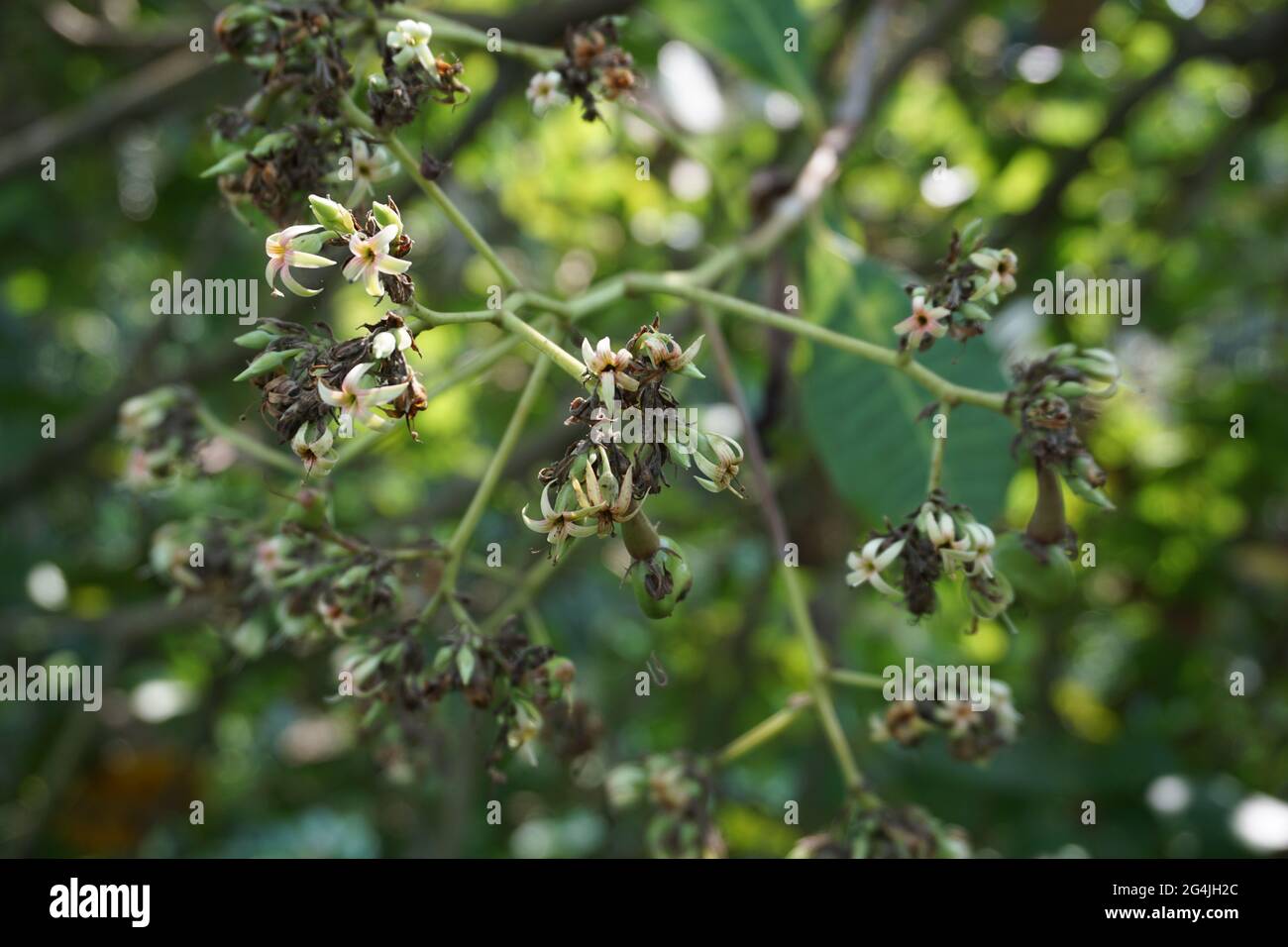 Foglie di anacardi e fiore con sfondo naturale Foto Stock