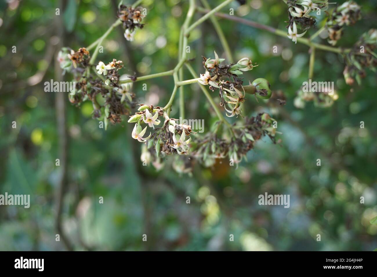 Foglie di anacardi e fiore con sfondo naturale Foto Stock