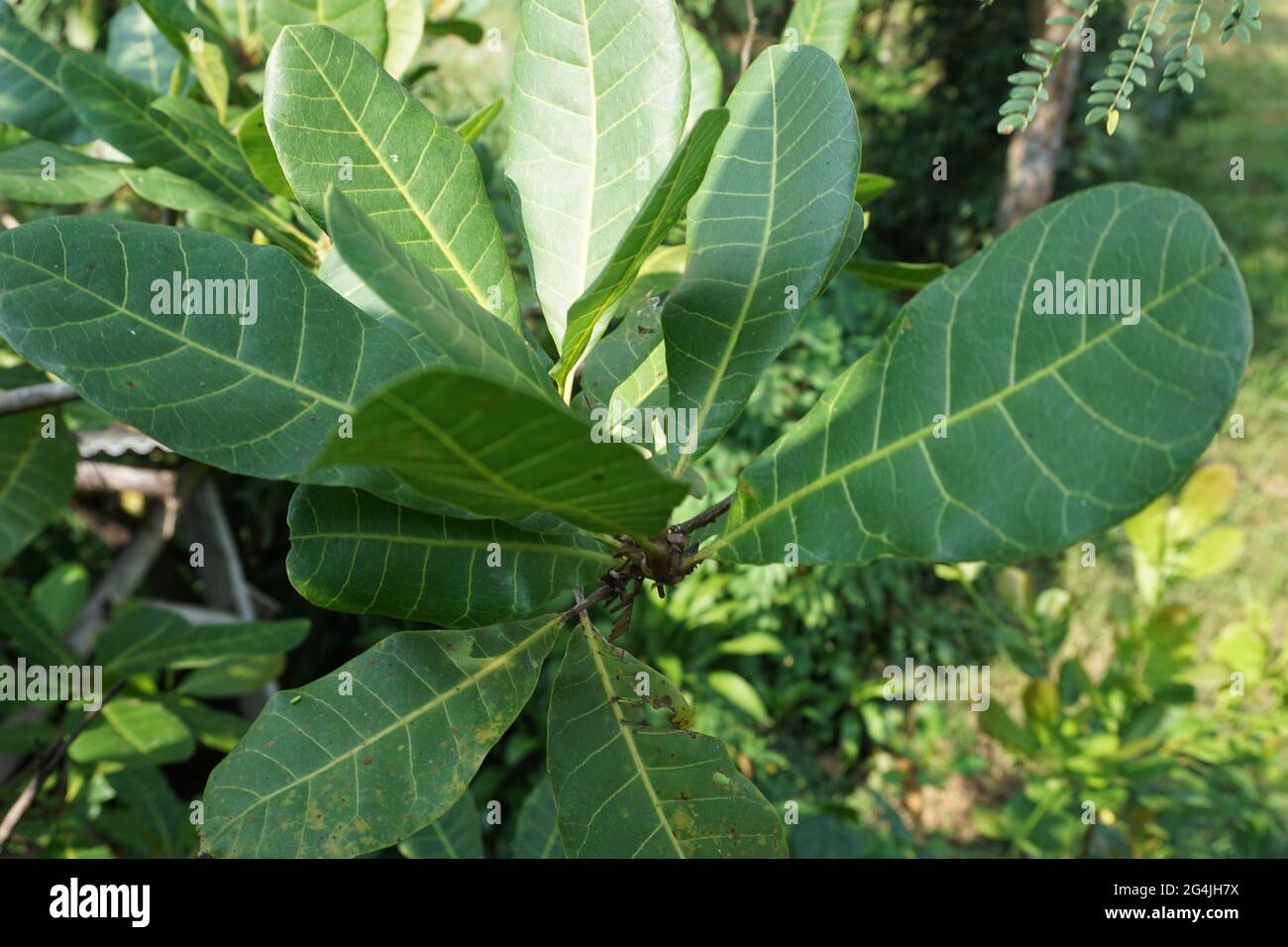 Foglie di anacardi e fiore con sfondo naturale Foto Stock