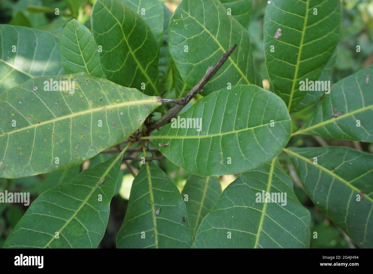 Foglie di anacardi e fiore con sfondo naturale Foto Stock