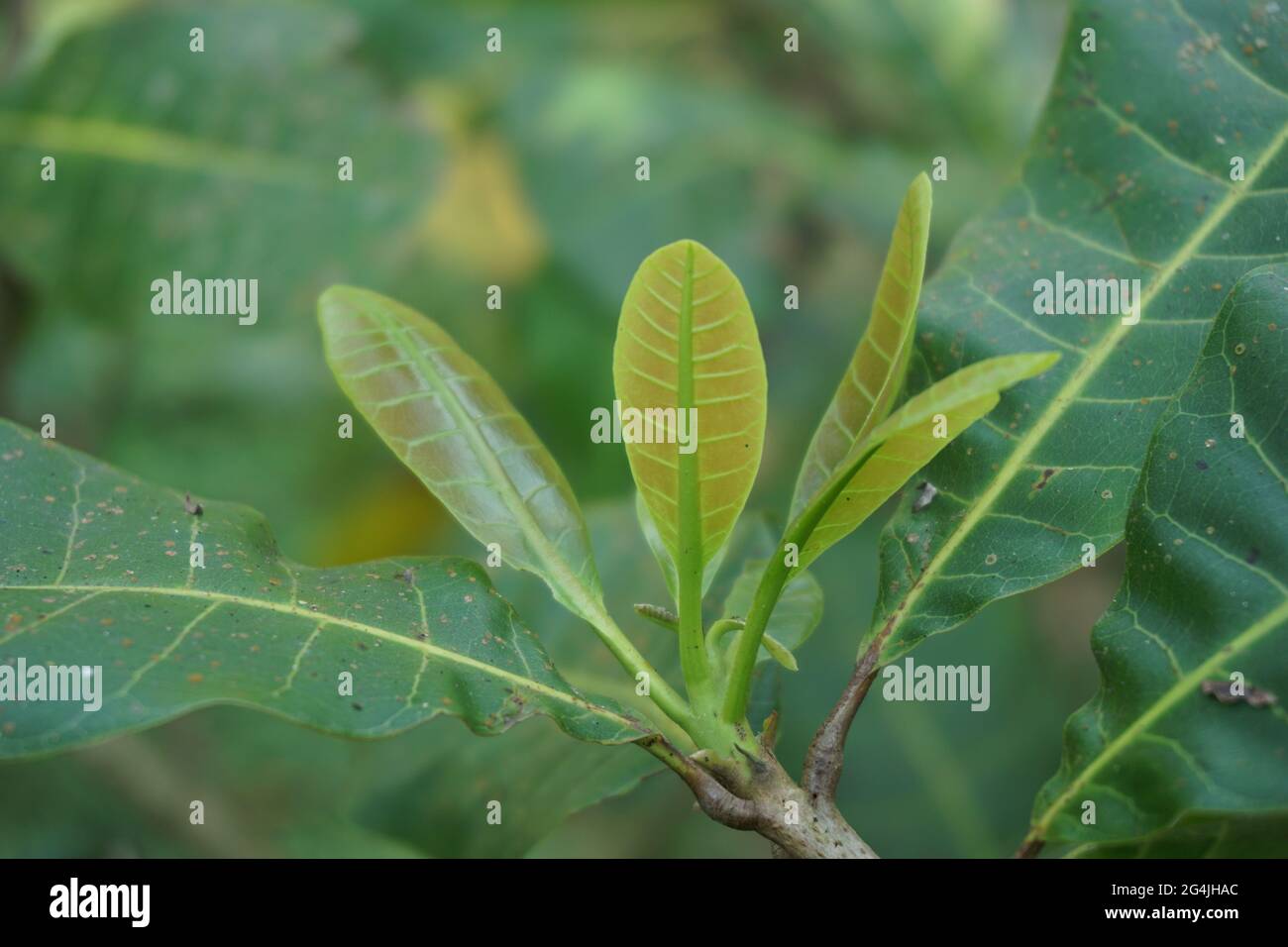 Foglie di anacardi e fiore con sfondo naturale Foto Stock