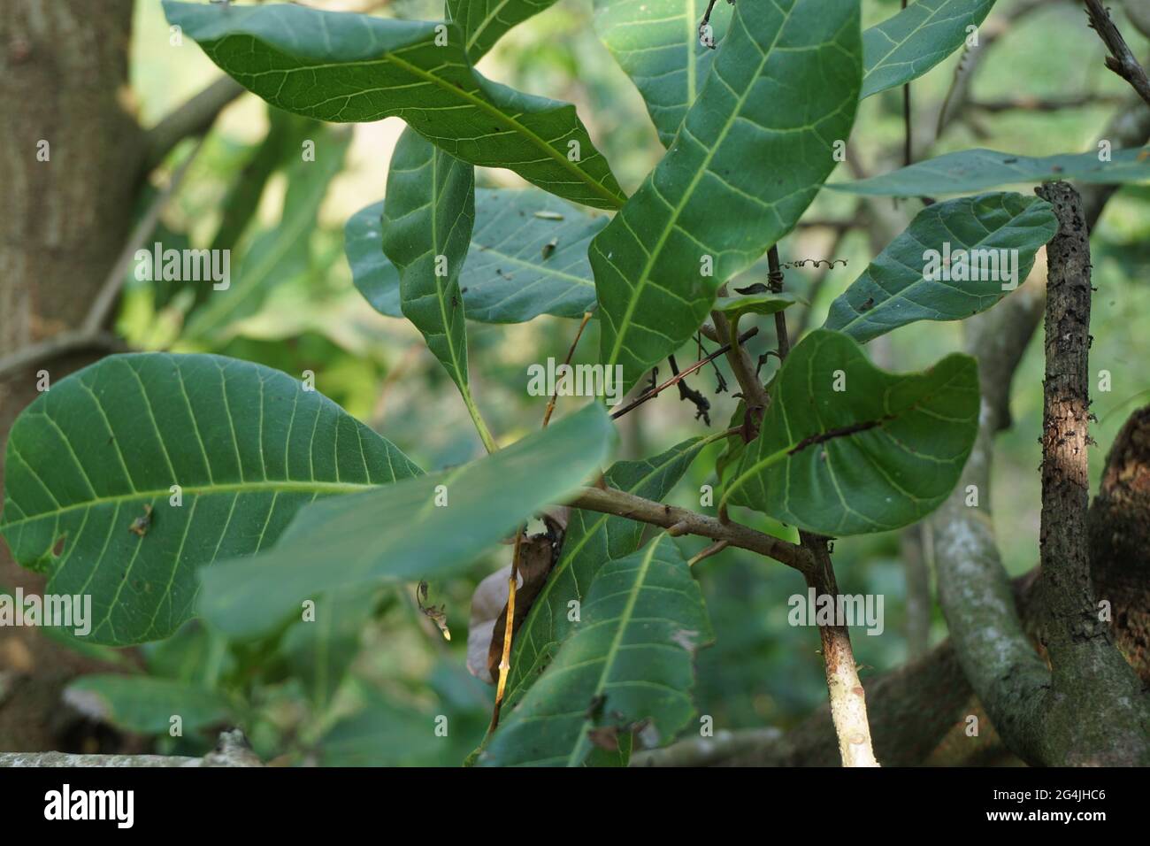 Foglie di anacardi e fiore con sfondo naturale Foto Stock