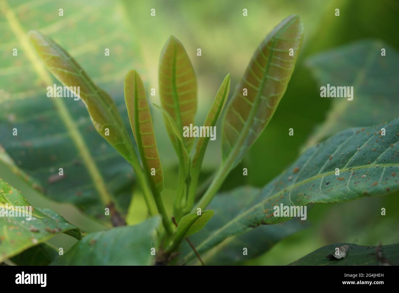 Foglie di anacardi e fiore con sfondo naturale Foto Stock