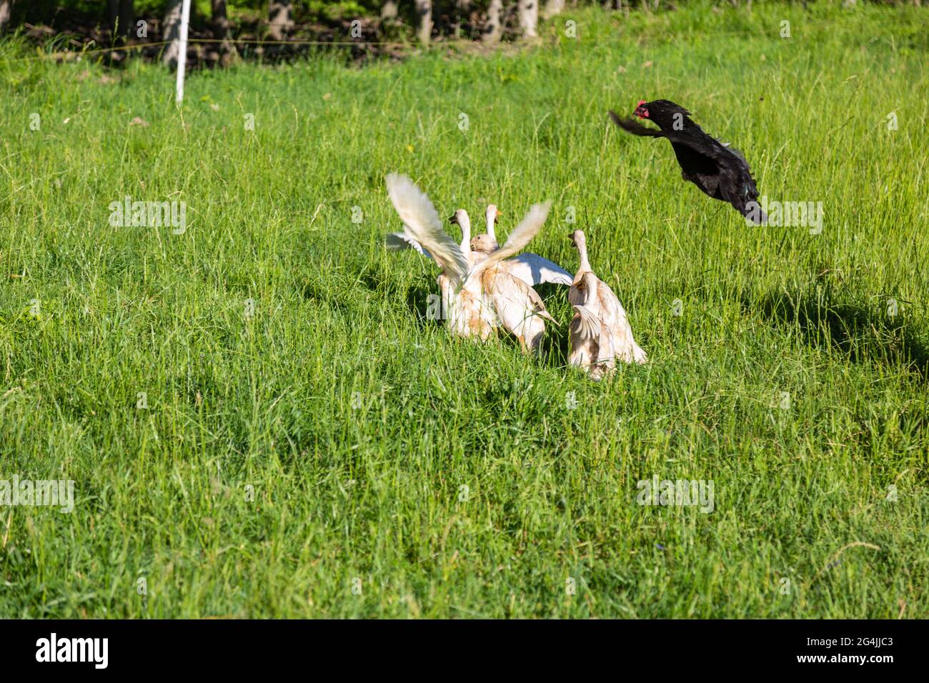 Un pollo nero sembra attaccare una zattera di anatre Indian Runner nel loro cortile della contea di DeKalb vicino Spencerville, Indiana, USA. Foto Stock