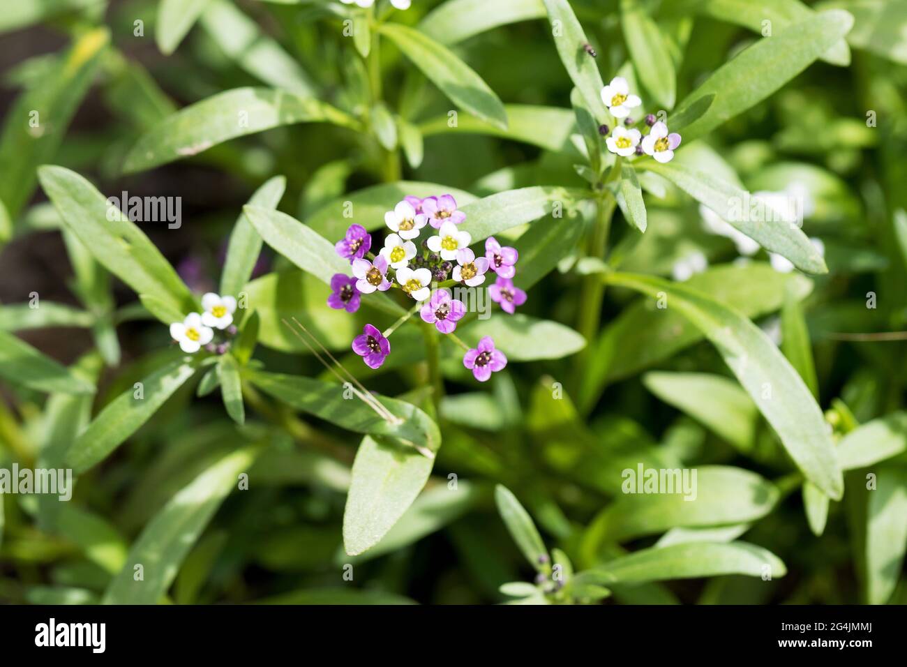 Primo piano di Myosotis sylvatica, fiori blu, bianchi, rosa su sfondo sfocato. Piccolo blu dimenticare-me-nots nel giardino di campagna Foto Stock