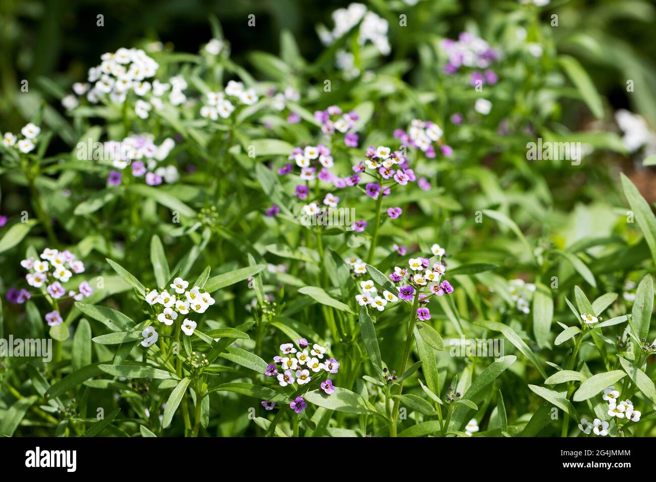 Primo piano di Myosotis sylvatica, fiori blu, bianchi, rosa su sfondo sfocato. Piccolo blu dimenticare-me-nots nel giardino di campagna Foto Stock