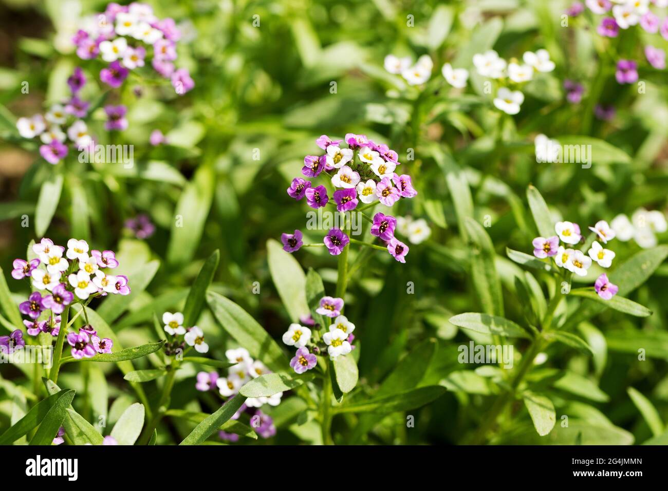 Primo piano di Myosotis sylvatica, fiori blu, bianchi, rosa su sfondo sfocato. Piccolo blu dimenticare-me-nots nel giardino di campagna Foto Stock