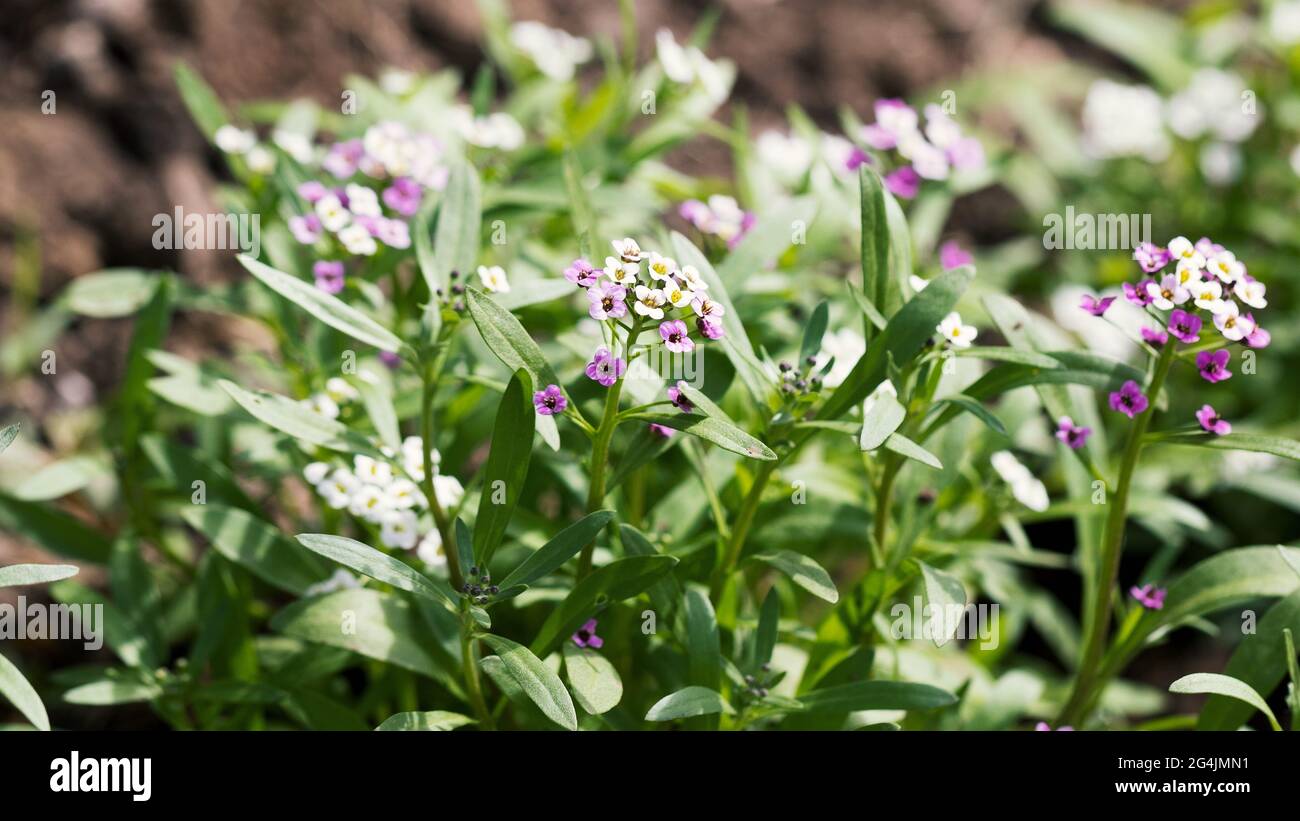 Primo piano di Myosotis sylvatica, fiori blu, bianchi, rosa su sfondo sfocato. Piccolo blu dimenticare-me-nots nel giardino di campagna Foto Stock