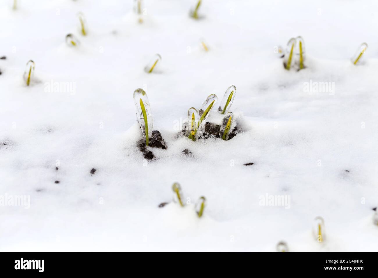 Il campo di grano è coperto di neve in inverno. Frumento invernale coperto di ghiaccio durante il gelo. Erba verde, prato sotto la neve. Raccogliere a freddo. Grano che cresce c Foto Stock