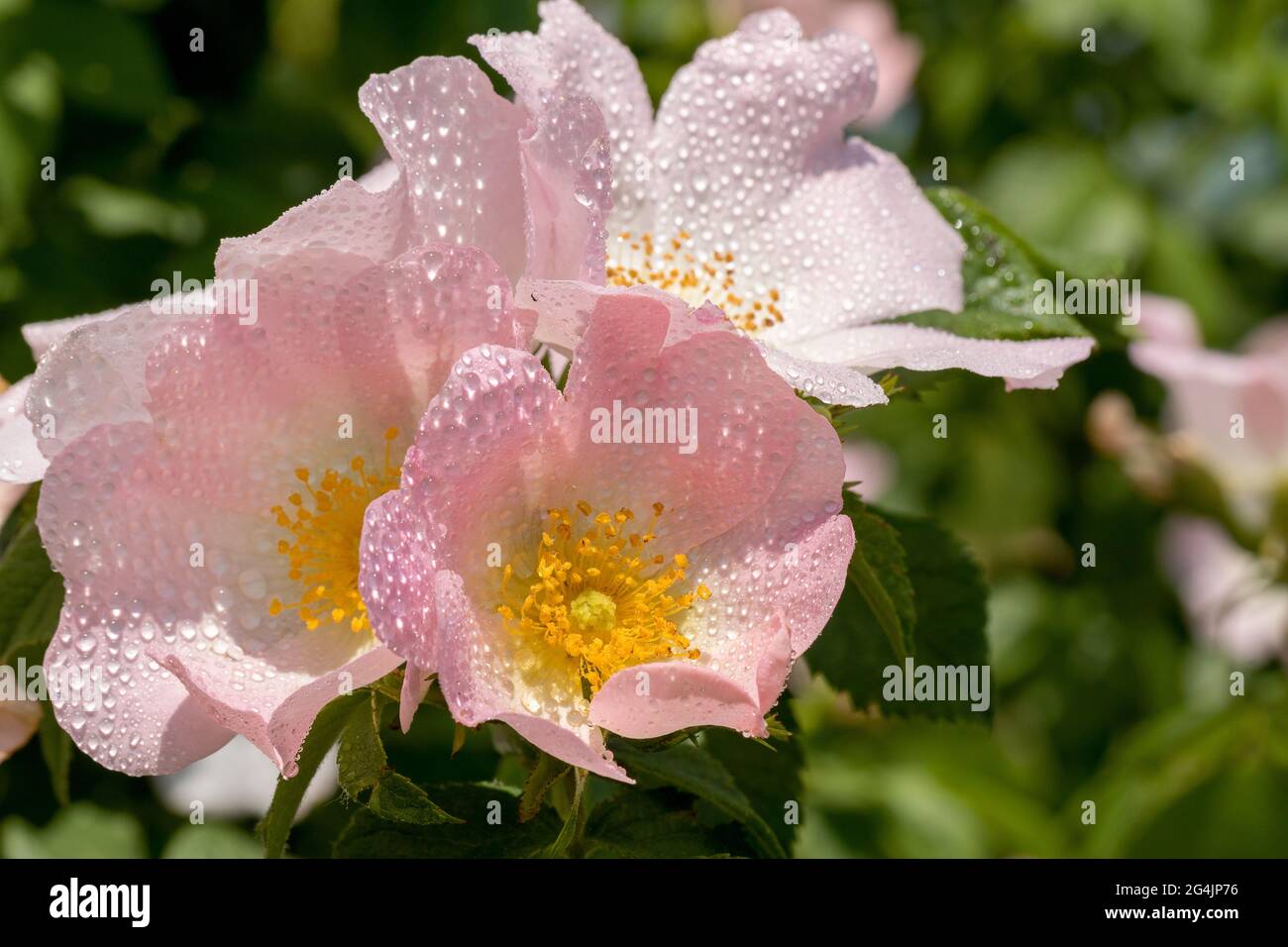 Fiore di Rosehip dopo la pioggia. Cespuglio di roseanca in fiore in una giornata estiva soleggiata, primo piano. Fiori delicatamente rosa su un ramo di fianchi di rose. Anche di rose estive Foto Stock