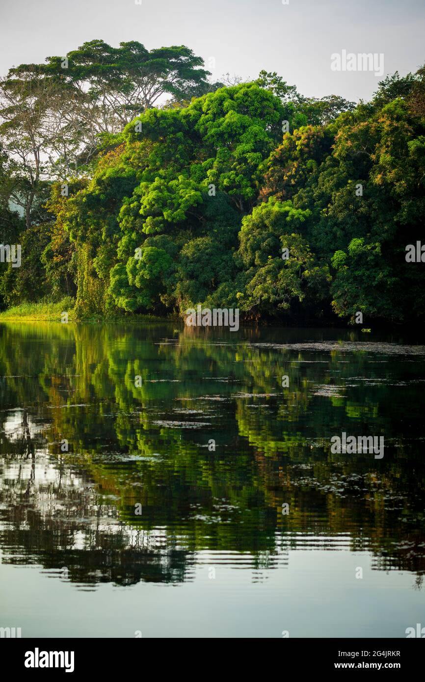 Paesaggio di Panama con lussureggiante foresta pluviale nella luce del mattino presto in uno dei bracci laterali di Rio Chagres / lago Gatun, Repubblica di Panama, America Centrale. Foto Stock
