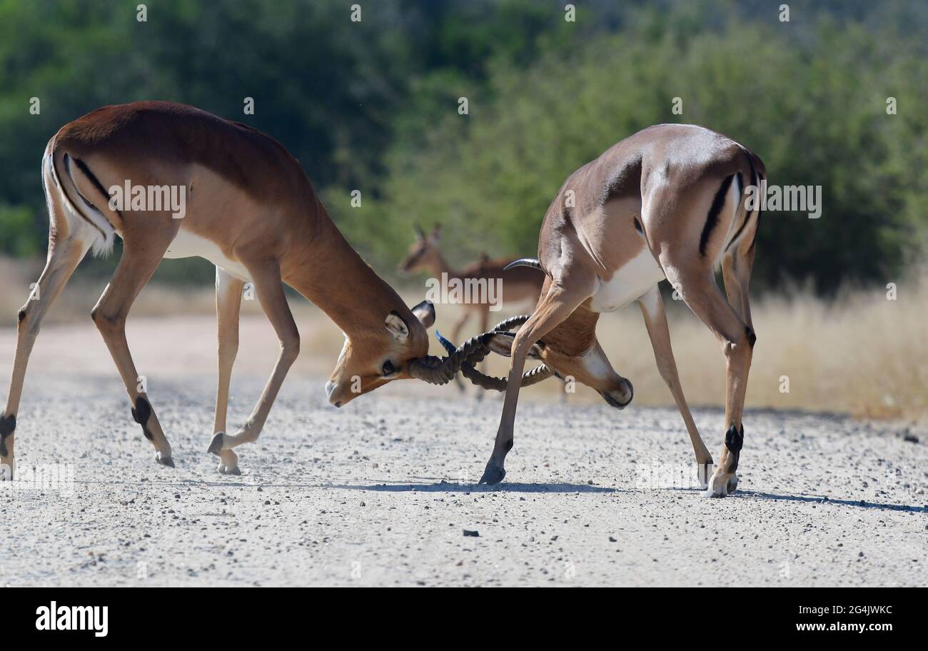 Due arieti impala maschi che lottano per i diritti di accoppiamento, Sudafrica Foto Stock
