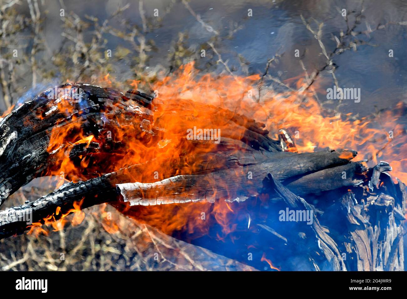 Albero di smoldering da bruciare controllato in Kruger Park, Sudafrica Foto Stock