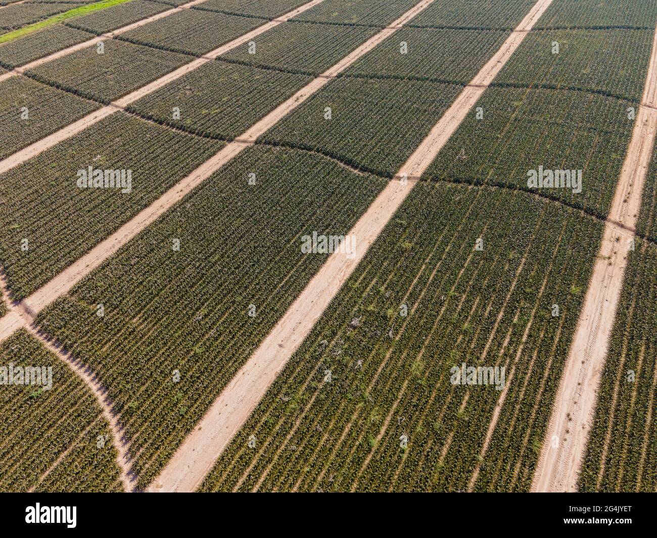 Vista ad alto angolo della fattoria di ananas vista dal drone Foto Stock