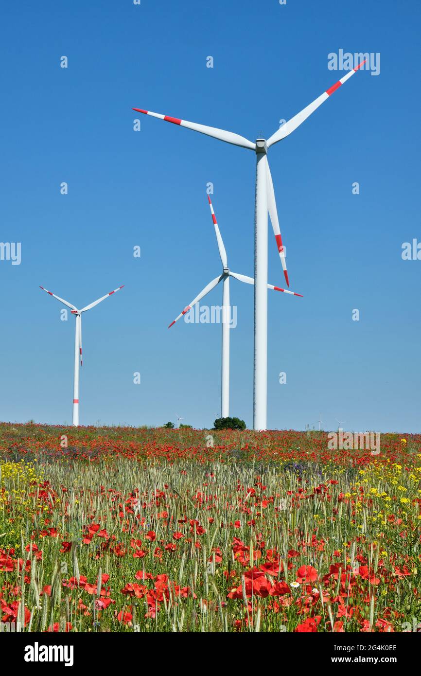 Turbine eoliche e fiori di papavero rosso visto in Germania Foto Stock