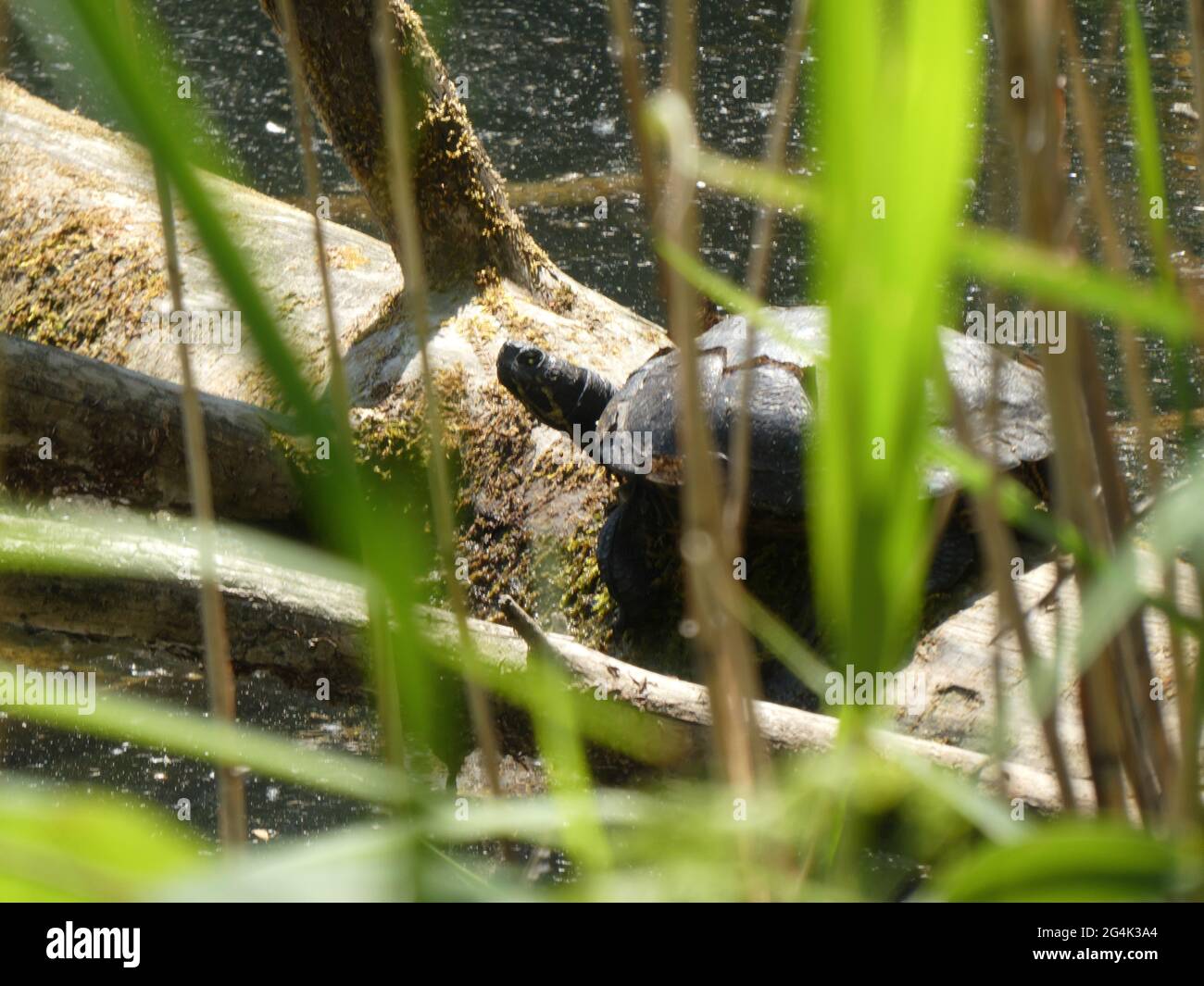 Tartaruga di stagno europea in un lago vicino a Büchelberg Foto Stock