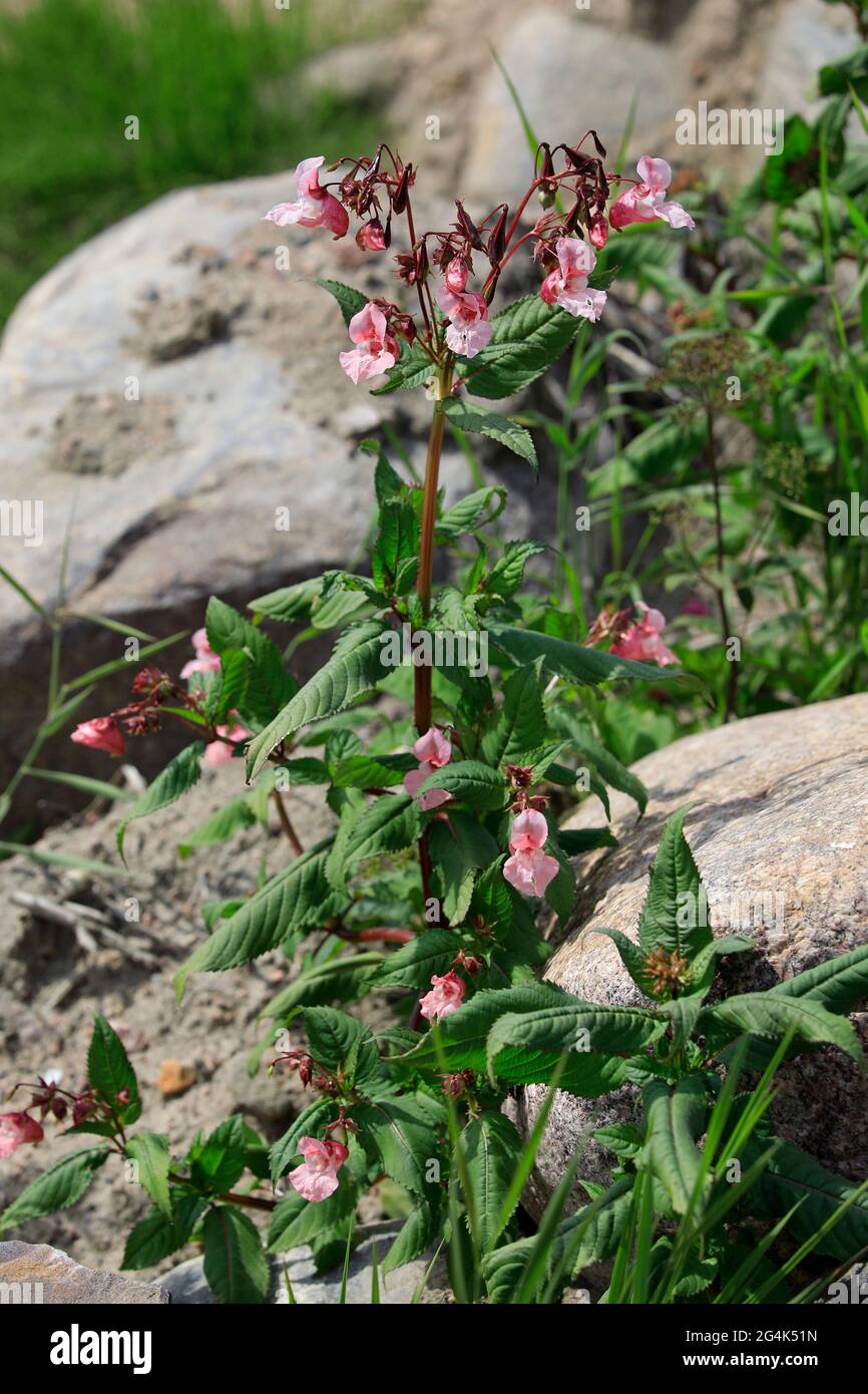Impatiens glandulifera, balsamo himalayano, è una grande pianta annuale originaria dell'Himalaya. È considerata una specie invasiva in molte aree. Foto Stock