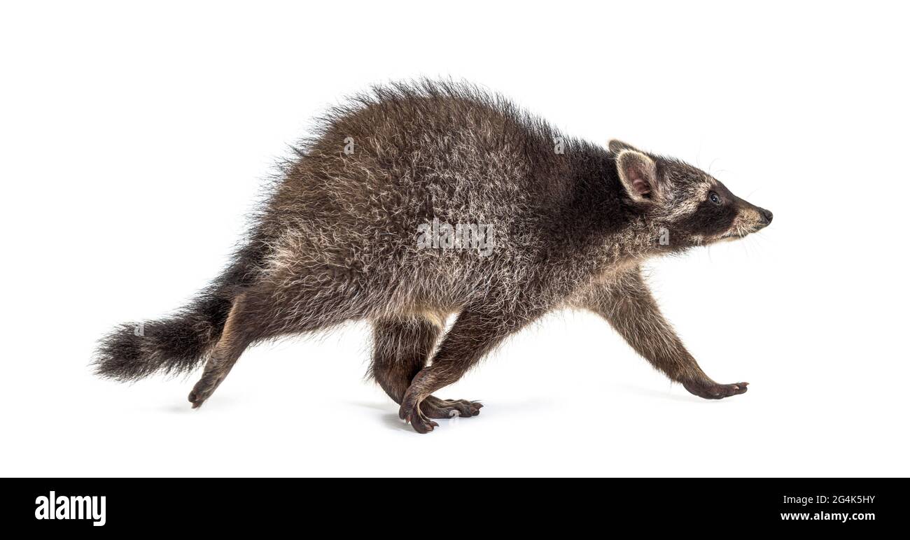 Vista laterale di un giovane raccoon a piedi, isolato su bianco Foto Stock