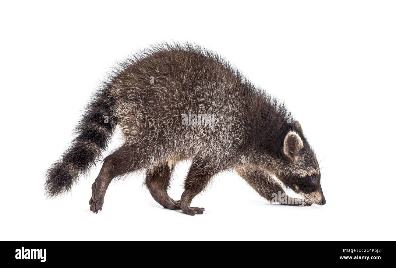 Vista laterale di un giovane raccoon a piedi, isolato su bianco Foto Stock