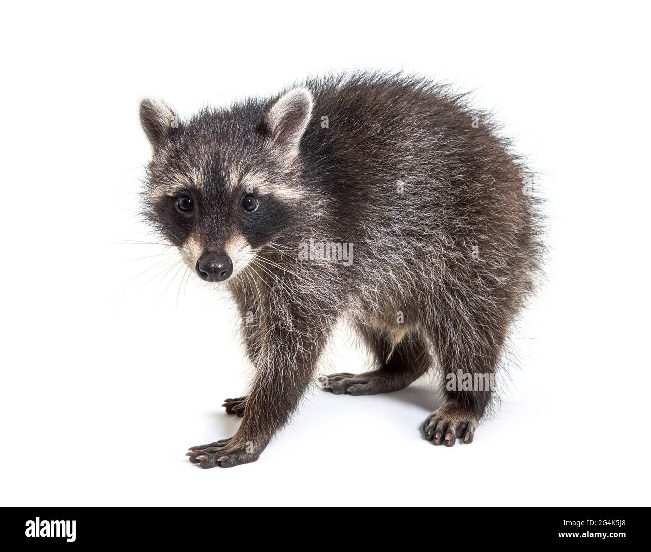 raccoon in piedi davanti, isolato su bianco Foto Stock