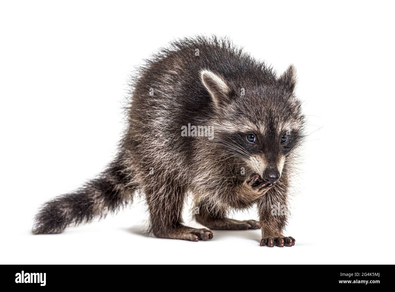 Giovane raccoon mangiare, isolato su bianco Foto Stock