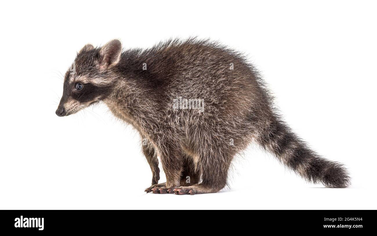 Ritratto vista laterale di un Raccoon verso il basso, isolato Foto Stock