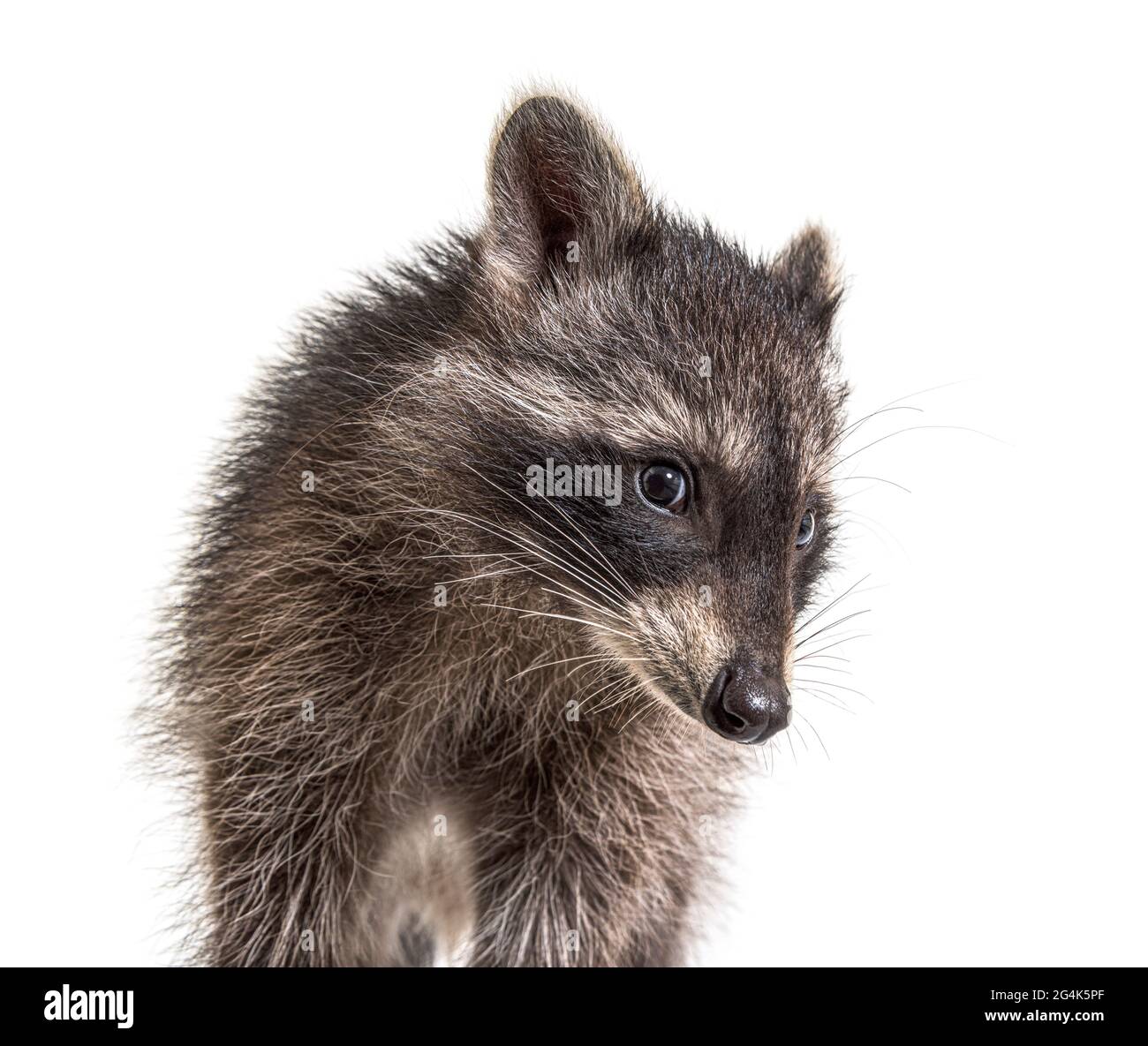 Carino ritratto giovane di raccoon, primo piano, isolato Foto Stock