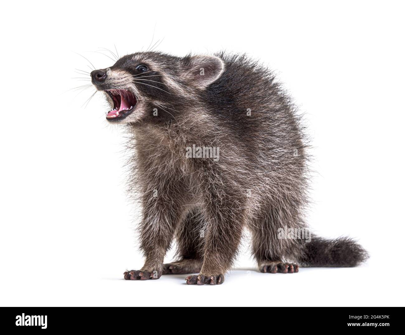 raccoon che mostra il suo dente, in piedi davanti, isolato su bianco Foto Stock