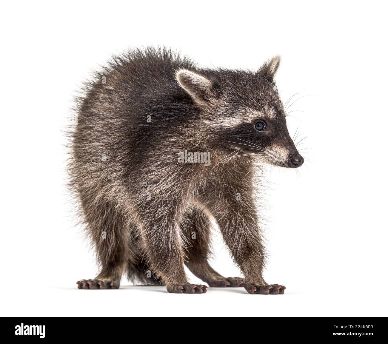 raccoon in piedi davanti, isolato su bianco Foto Stock