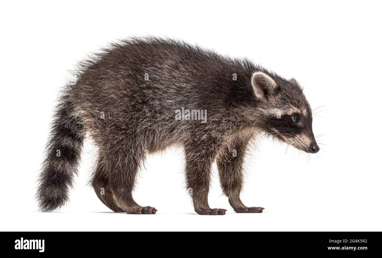 Vista laterale di un giovane Raccoon in piedi, isolato Foto Stock