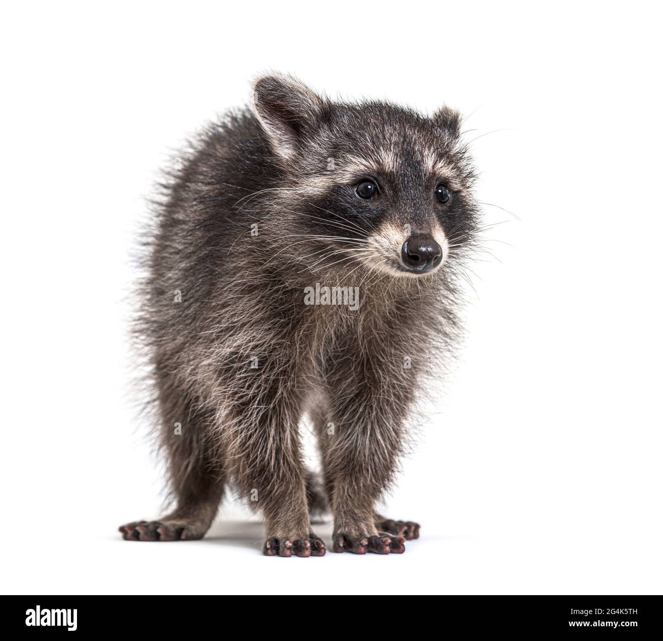 giovane raccoon di tre mesi in piedi davanti, isolato Foto Stock