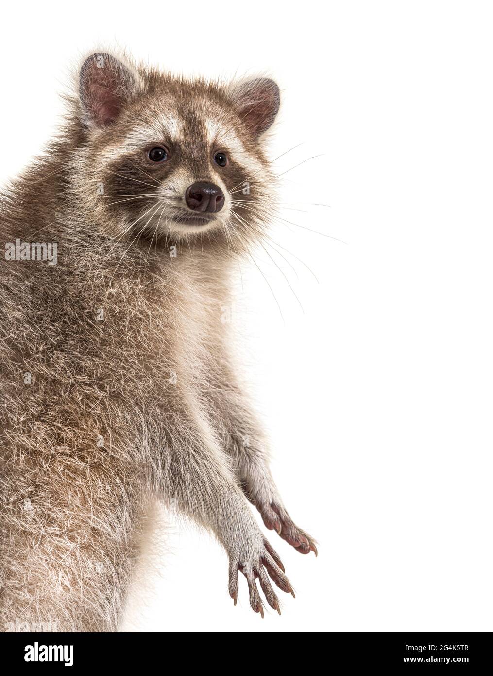 Rosso raccoon in piedi, isolato su bianco Foto Stock
