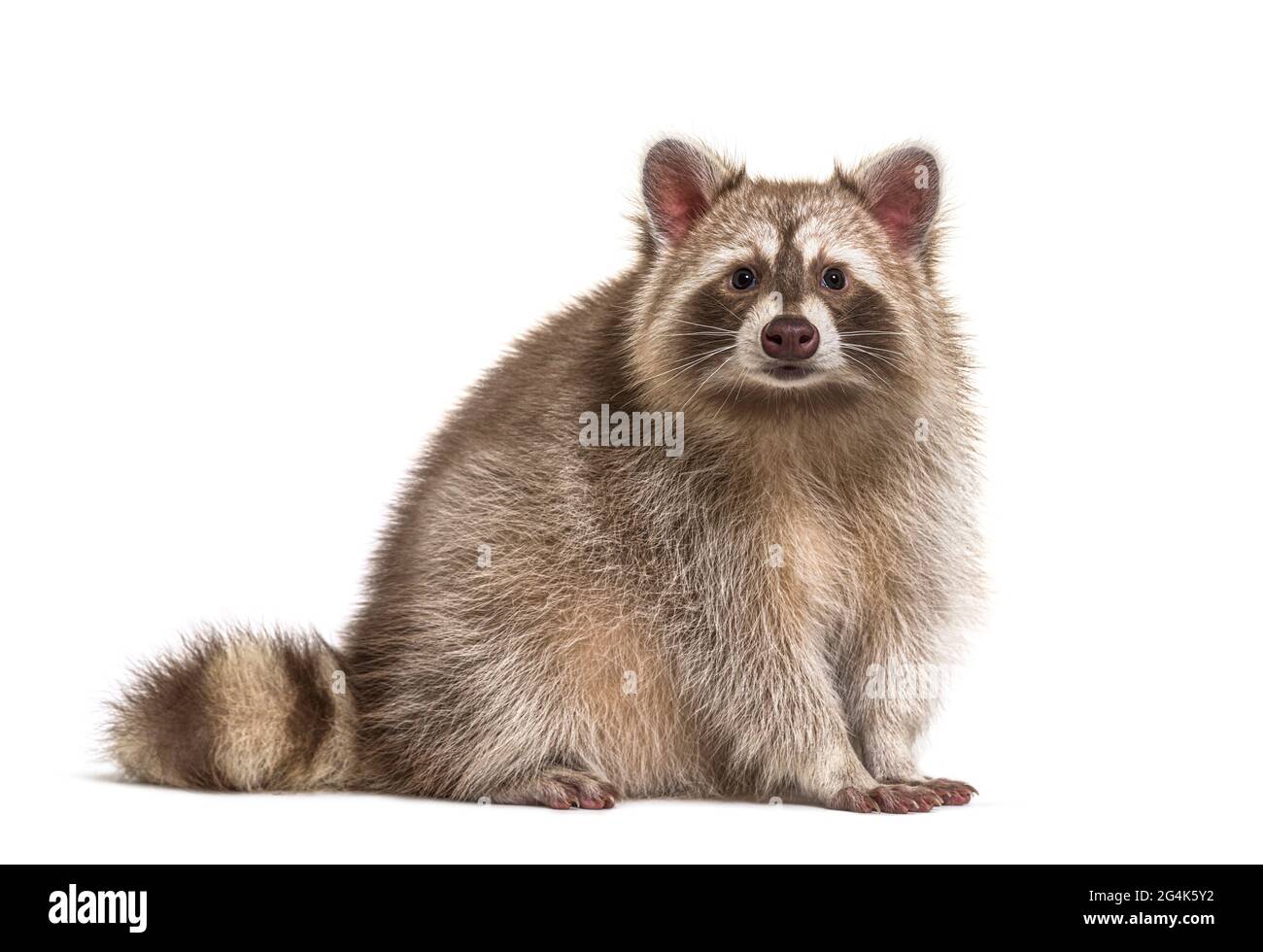 Vista laterale del Red Raccoon adulto seduto guardando la fotocamera, isolato Foto Stock