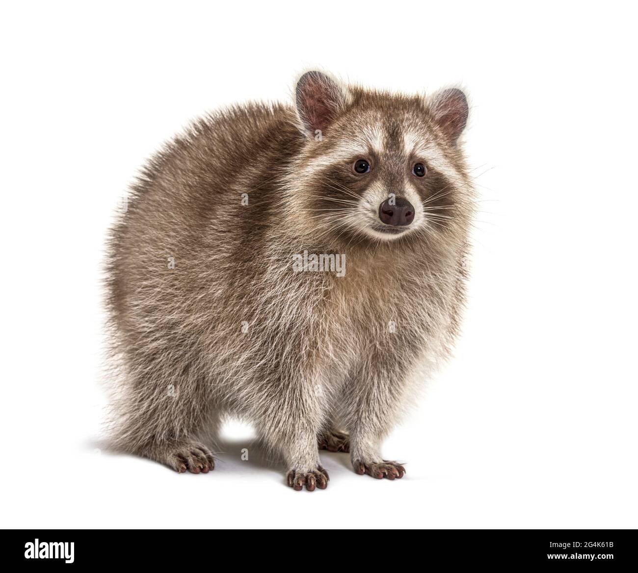 Red Raccoon in piedi e di fronte alla telecamera isolato bianco Foto Stock