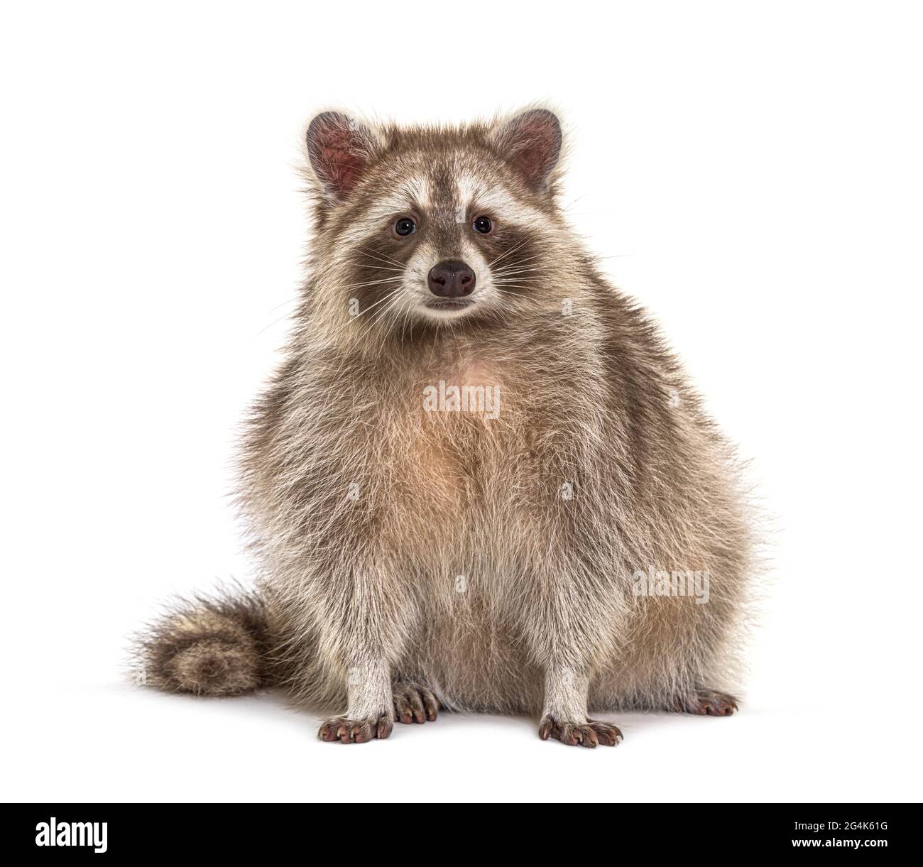 Raccoon rosso rivolto verso la fotocamera isolato su bianco Foto Stock
