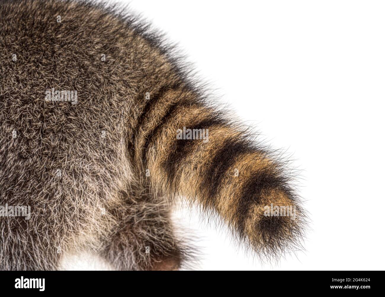 Primo piano su un Raccoon peloso, pelliccia marrone, bella texture naturale, primo piano Foto Stock