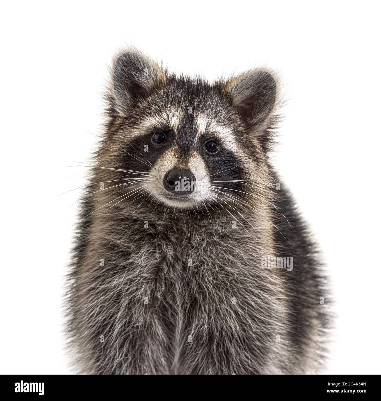 Foto di un giovane Raccoon rivolto verso la fotocamera, isolato Foto Stock