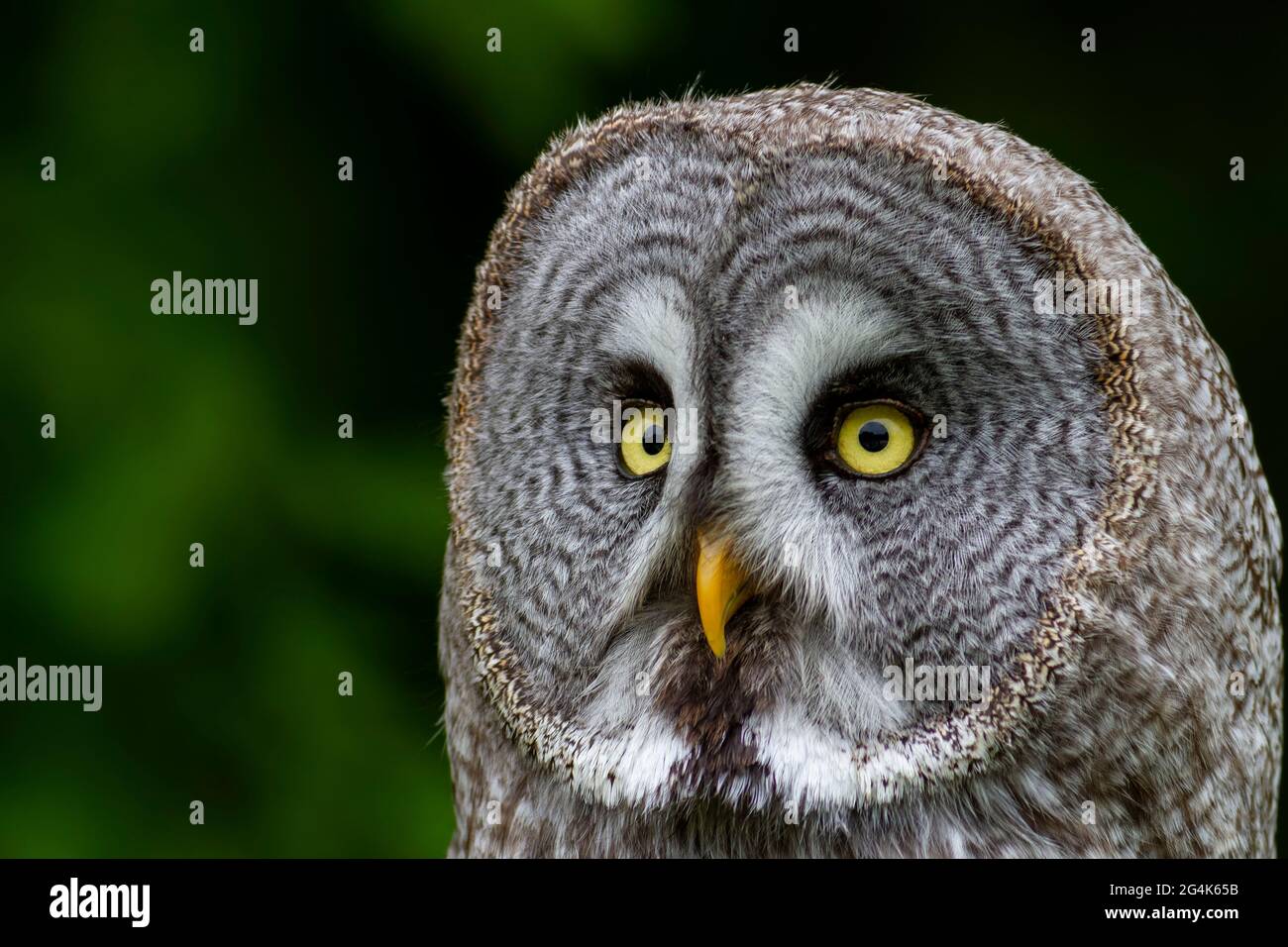 Grande grigio Owl Strix nebulosa ritratto Foto Stock