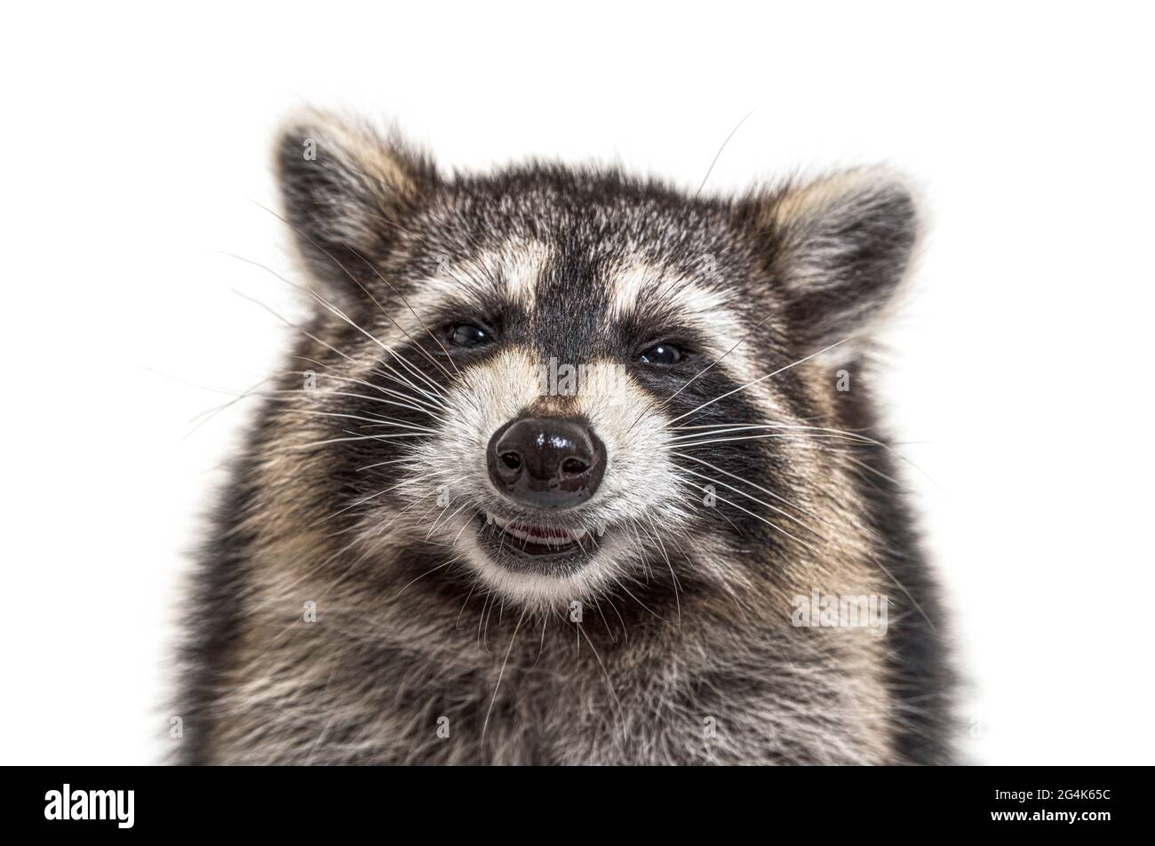 Foto di un giovane Raccoon che si affaccia sulla fotocamera con un'espressione felice isolato Foto Stock