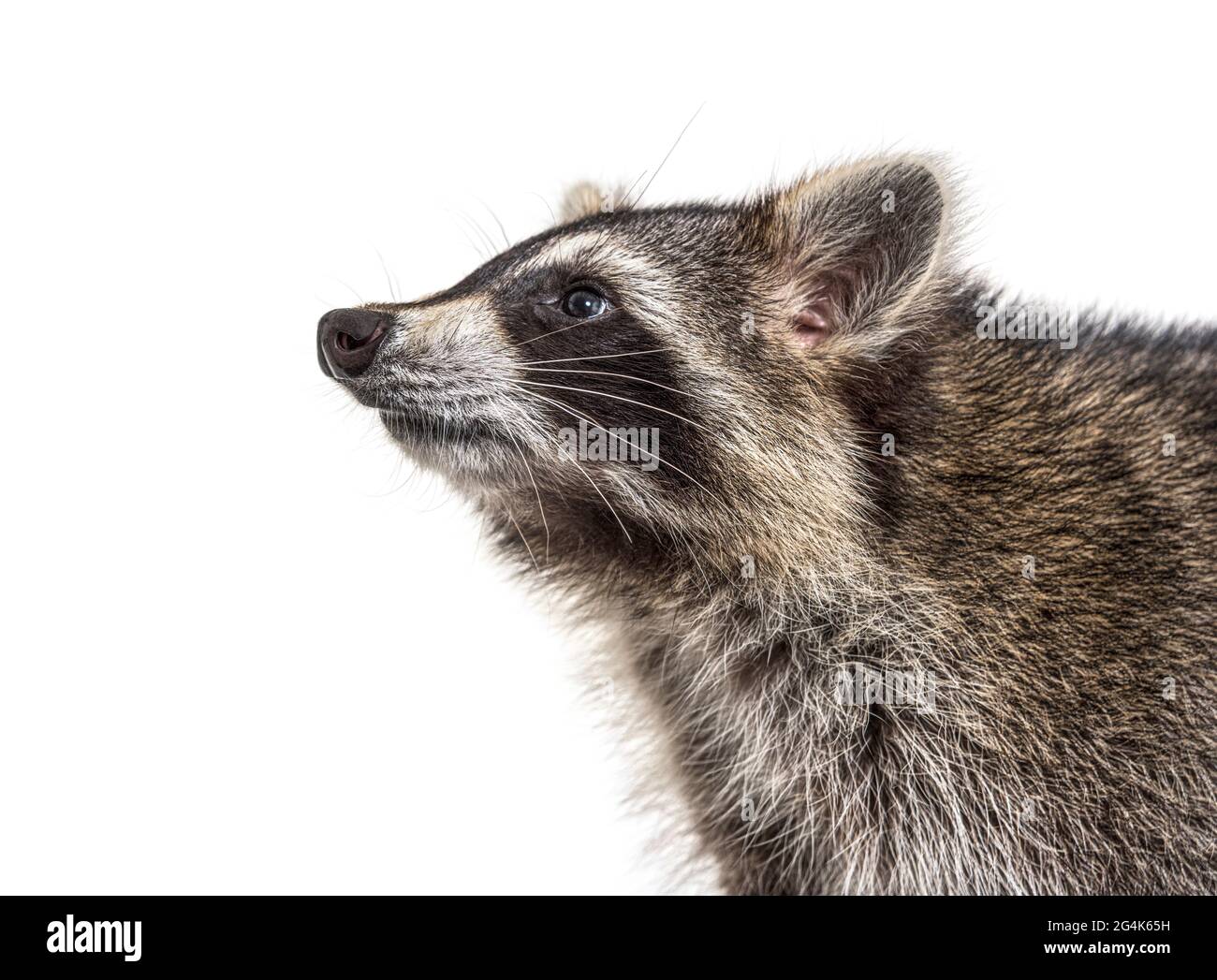 Vista laterale primo piano di un giovane raccoon di tre mesi davanti, isolato Foto Stock