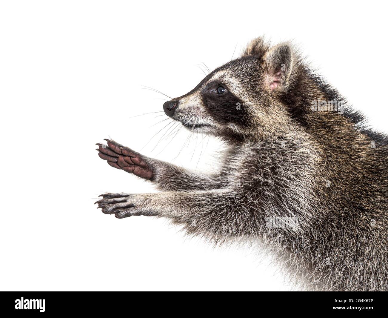 Il giovane raccoon cerca di raggiungere qualcosa, alzando zampe Foto Stock