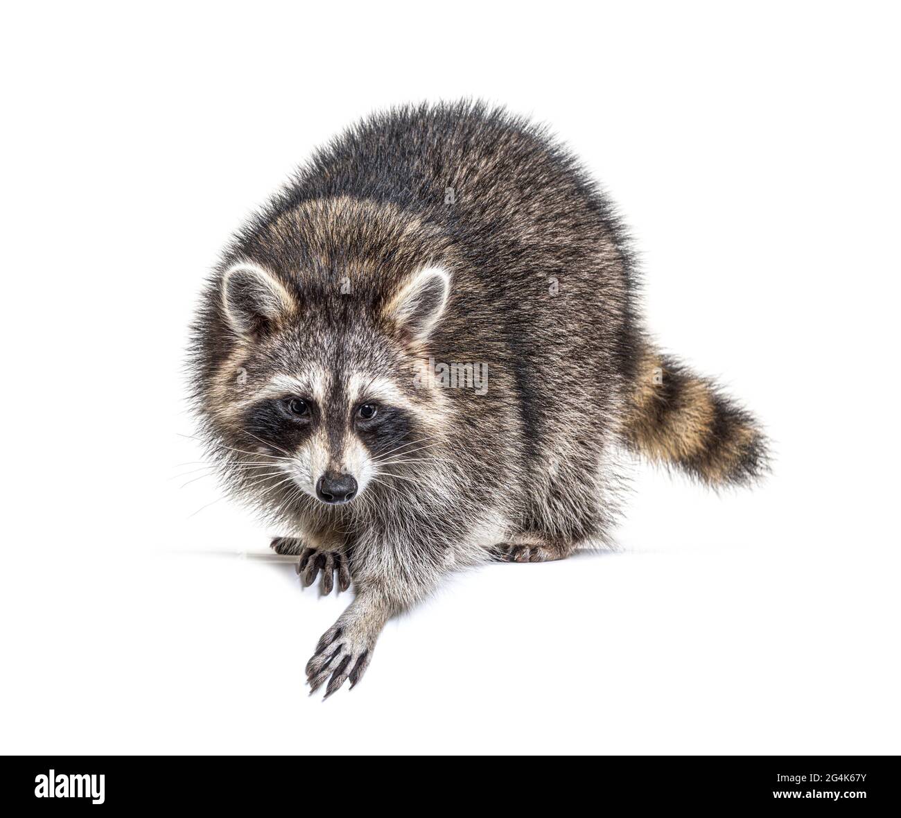 Giovane curioso raccoon guardando e appoggiandosi su uno spazio bianco, isolato Foto Stock