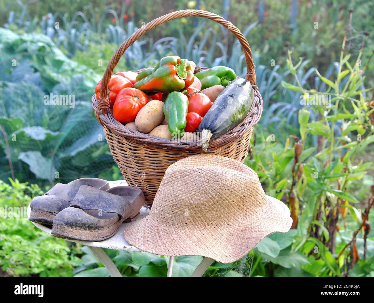 Giardinaggio: La stagione produce, raccogliendo verdure biologiche fresche in un giardino della cucina. Cestino con verdure varie, patate, pomodori, peperoni verdi, a. Foto Stock