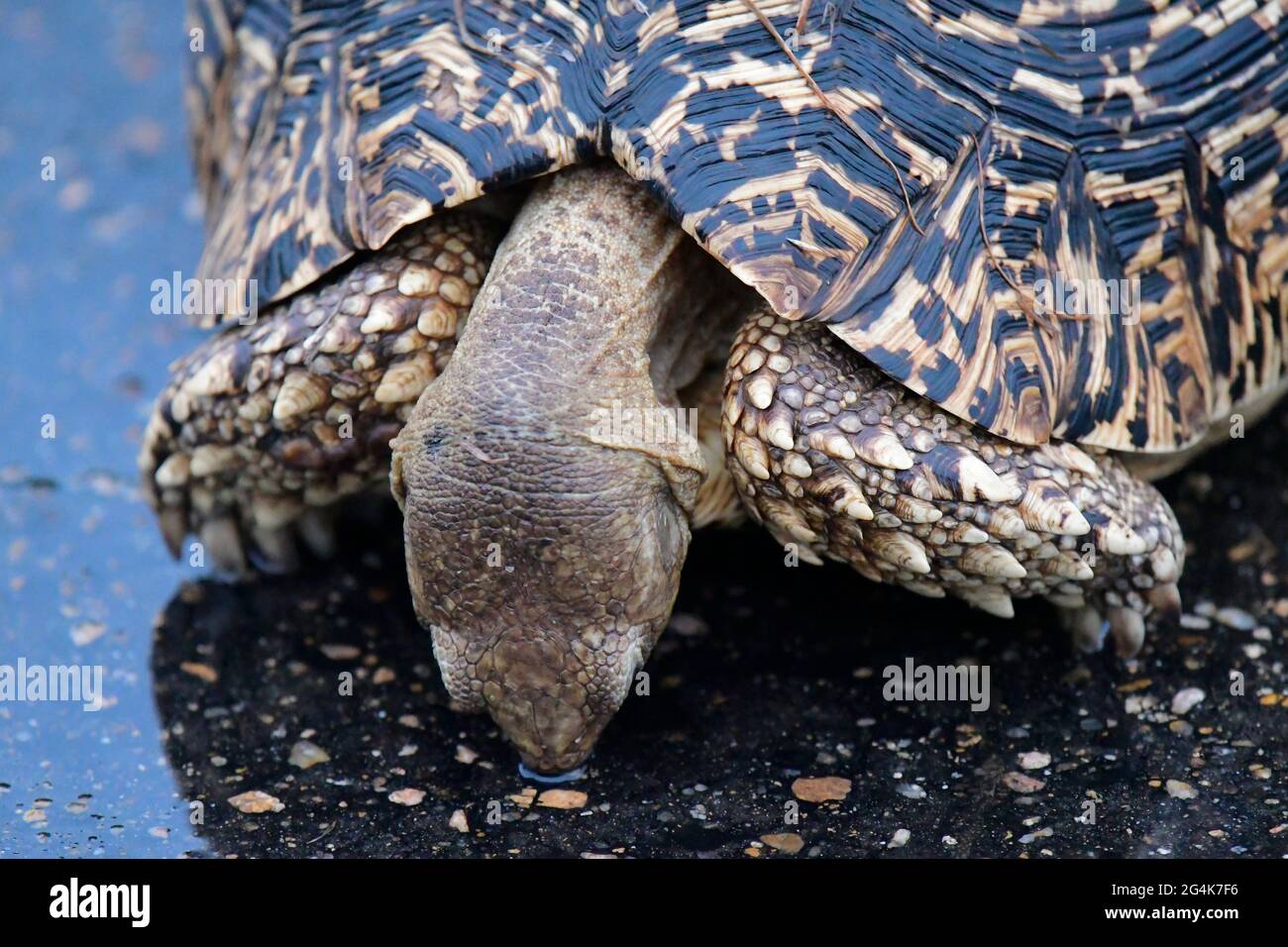 Tartaruga che sorseggia l'acqua piovana dalla strada del catrame nel Kruger Park, Sudafrica Foto Stock