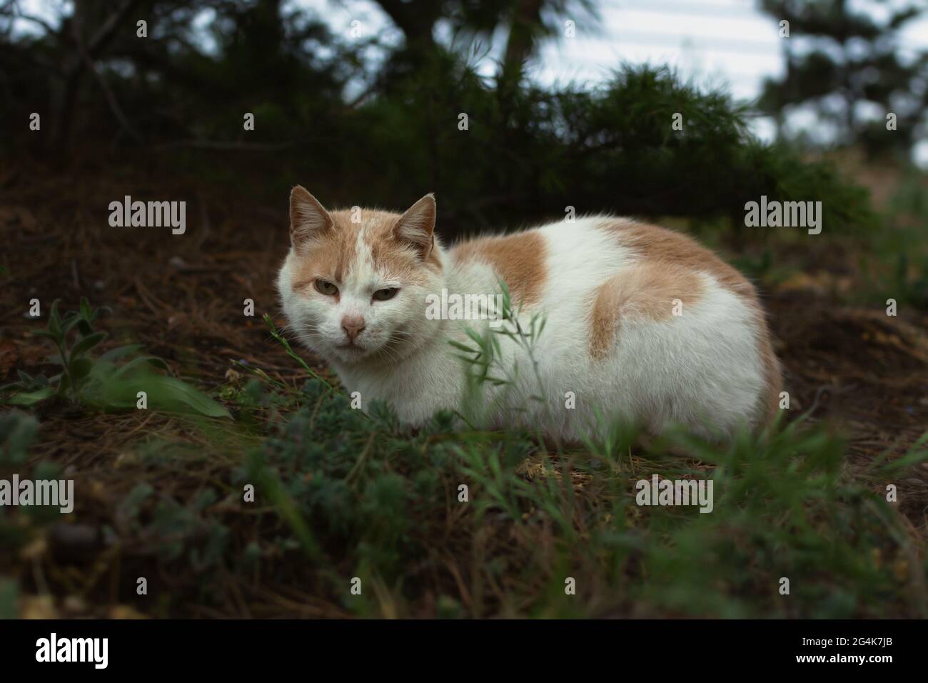 Un gatto di zenzero sviato si siede a terra e guarda la macchina fotografica. Un gattino triste e infelice di colore bianco-arancio e occhi marroni sta annidando nel parco. Foto Stock