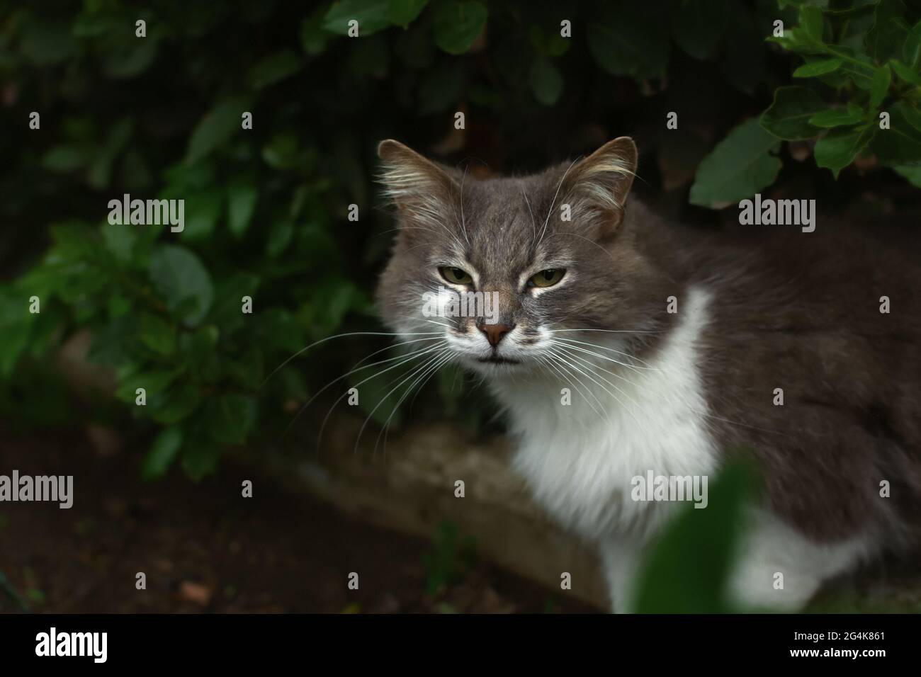 Un gatto grigio sviato si siede a terra e guarda la telecamera. Un tristemente infelice gattino con un colore bianco-grigio soffio e occhi verdi sta annidando nel parco Foto Stock