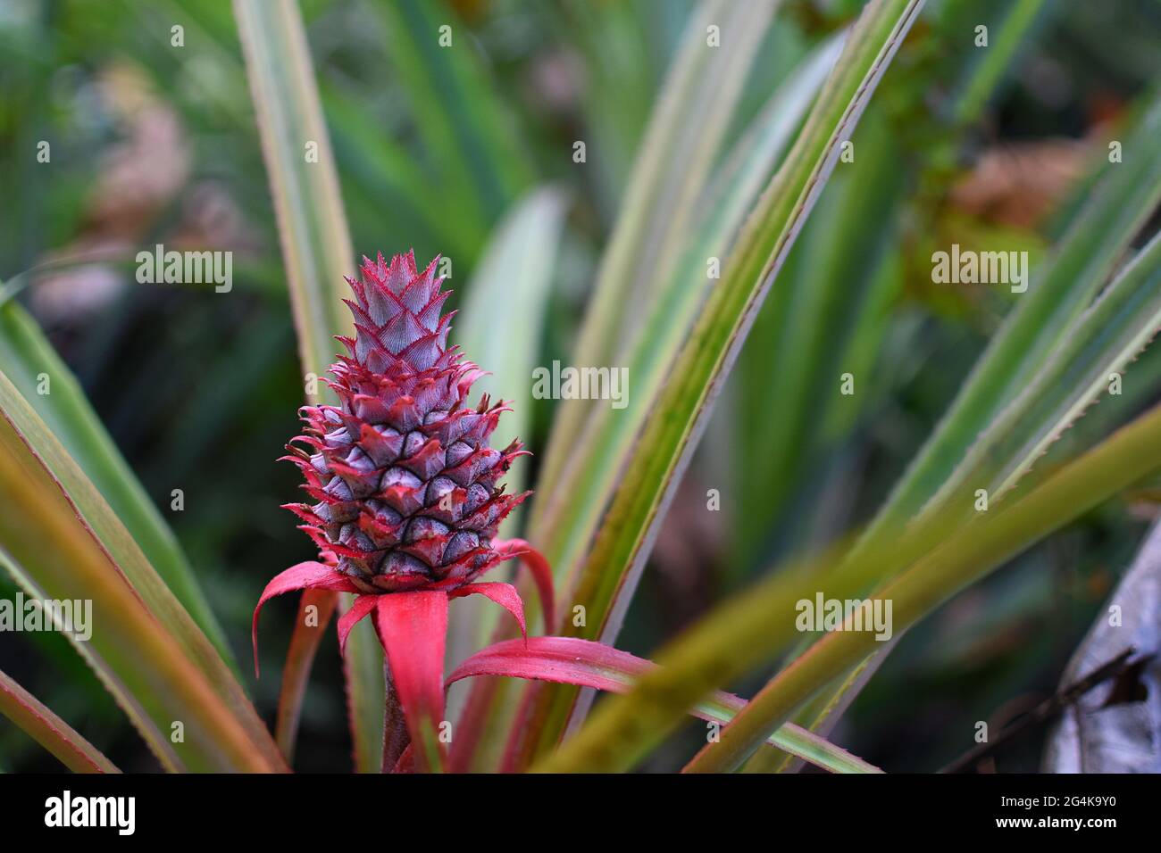 Isole Marquesas, Polinesia francese: Ananas ornamentale su Nuku Hiva Foto Stock